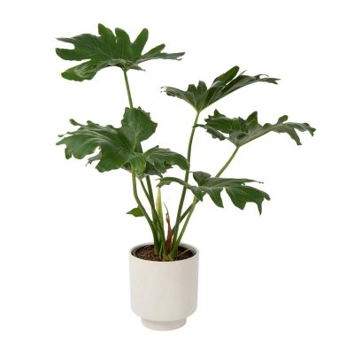 Philodendron-In-Pot-6009214538501